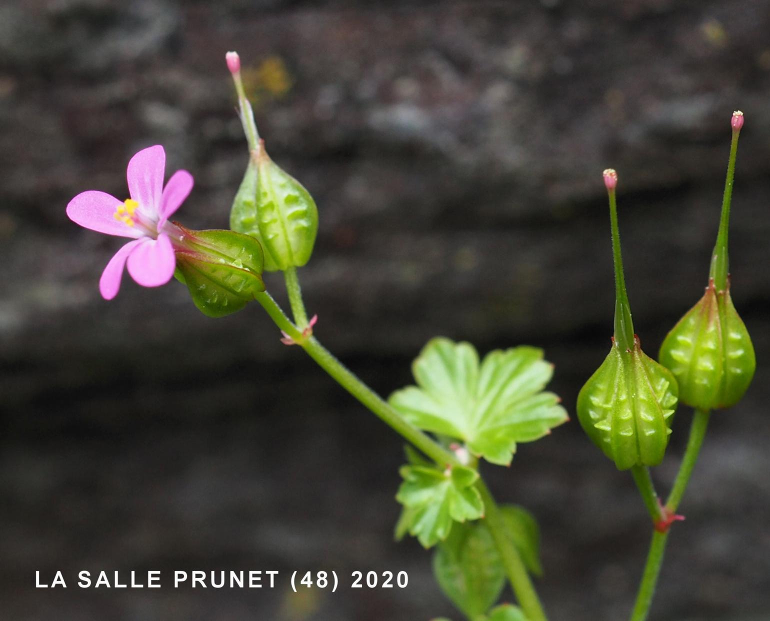 Cranesbill, Shining